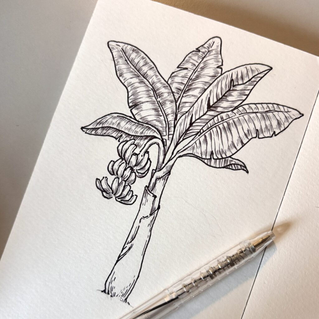 banana tree illustration square